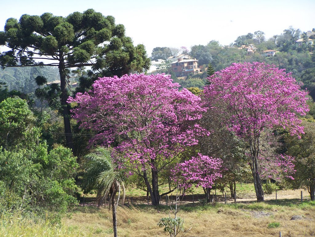 ARAUCÁRIA  e  IPE ROXO