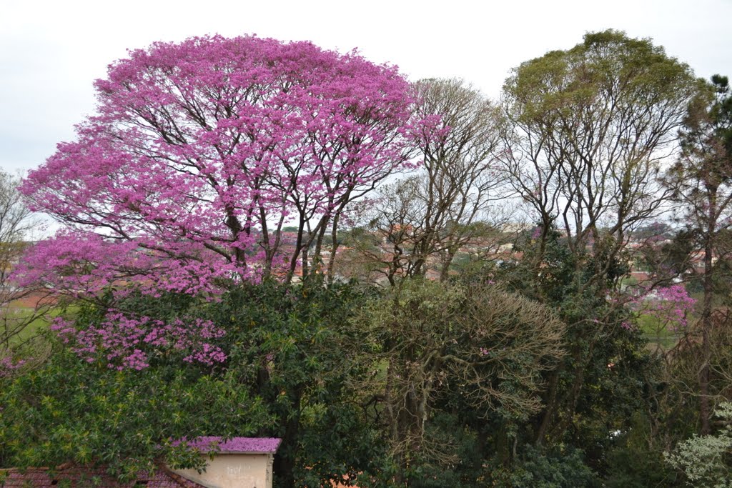 IPE ROXO