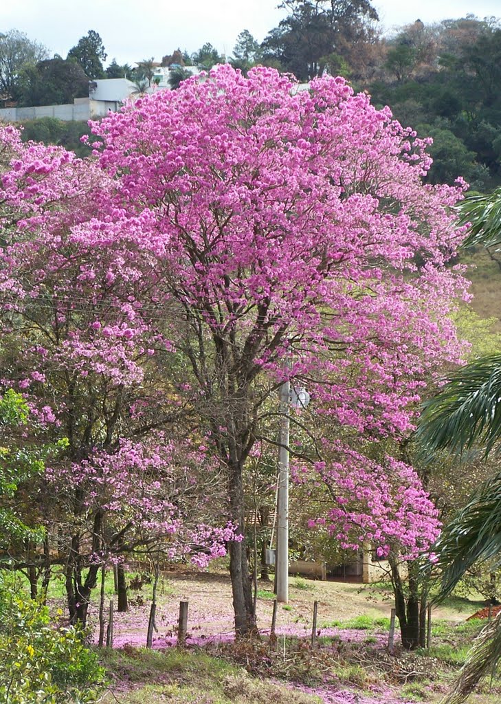 IPE ROXO - moranguinho