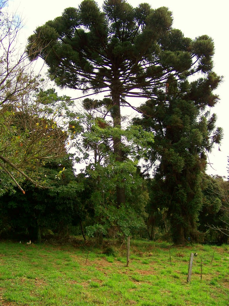ARAUCÁRIA - moranguinho