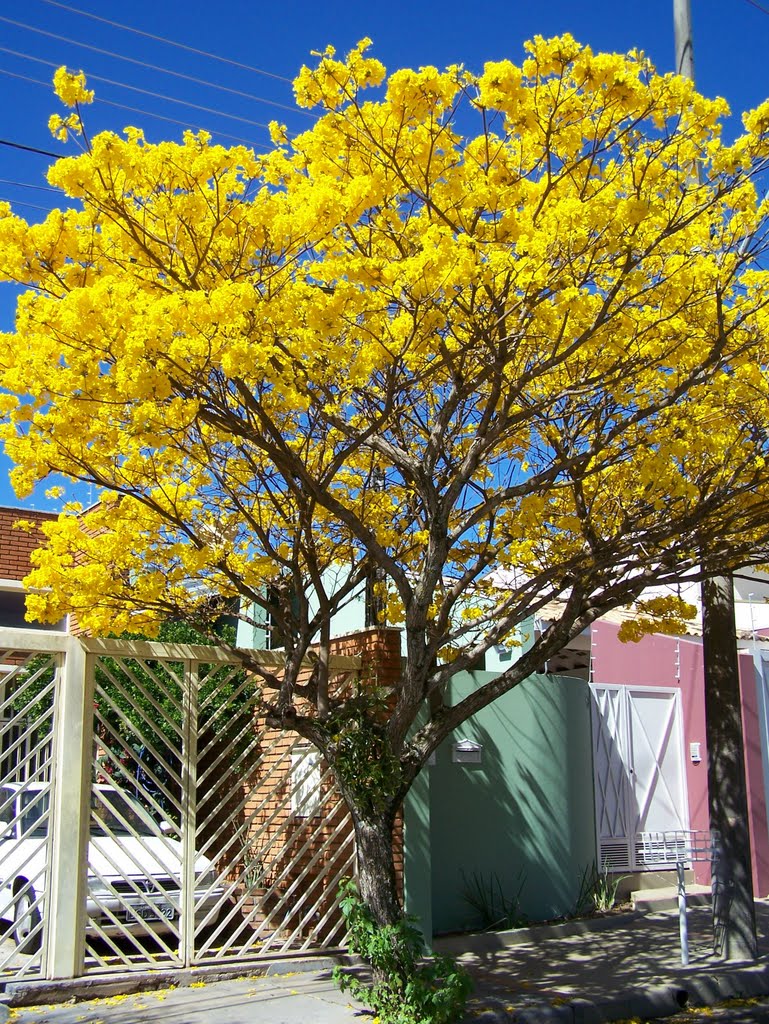 IPE - Rua Magnólia