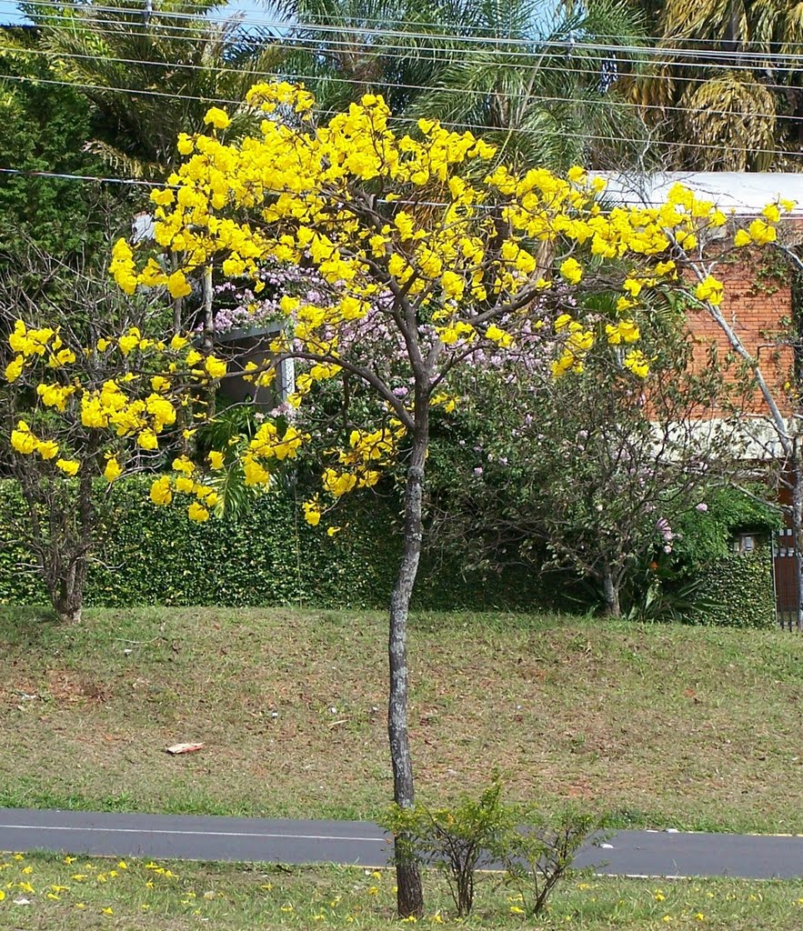 IPE - Visconde  Rio  Branco