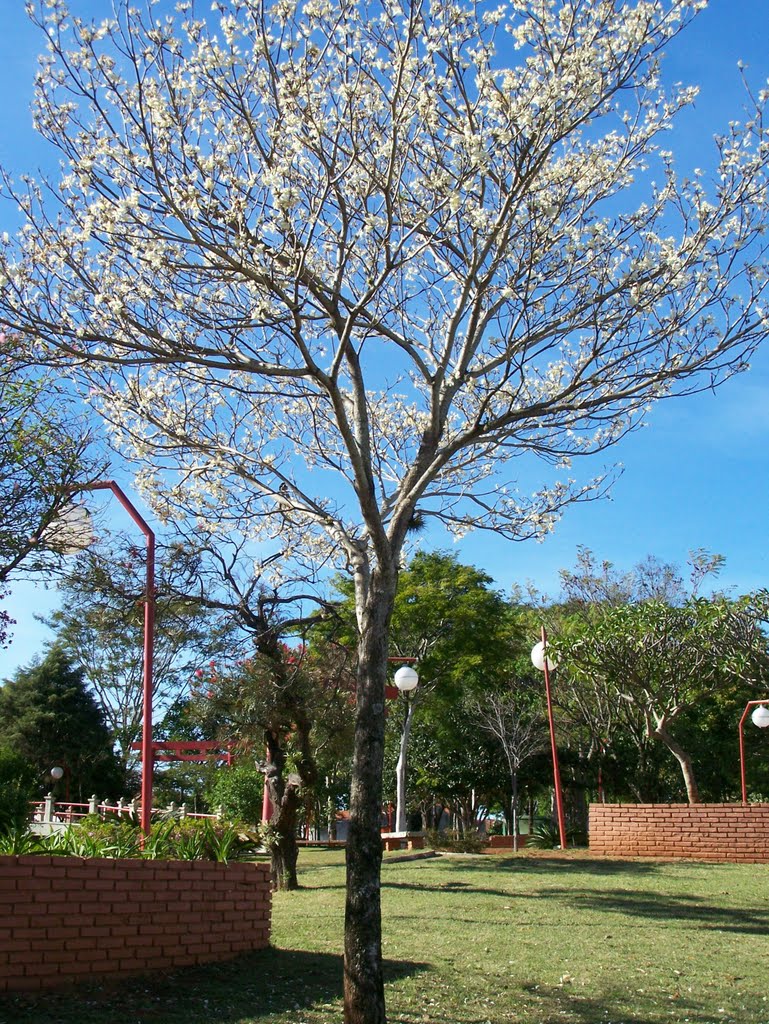 IPE BRANCO - Brasil Japão