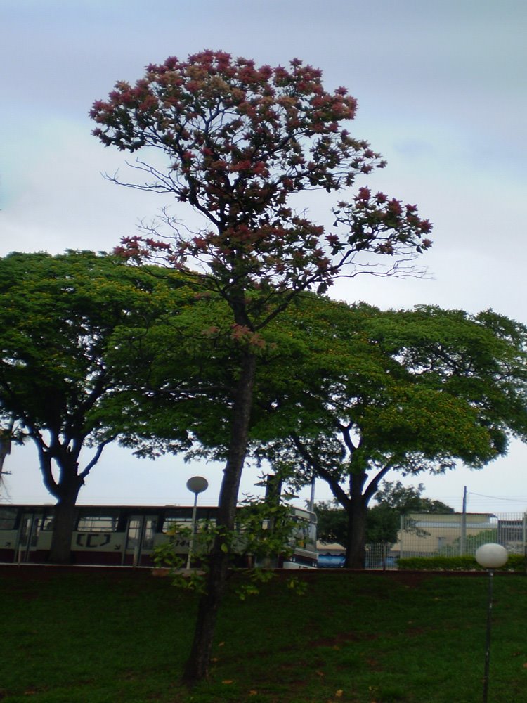 Linda Árvore Ao Lado Da Rodoviária - Jaú  SP
