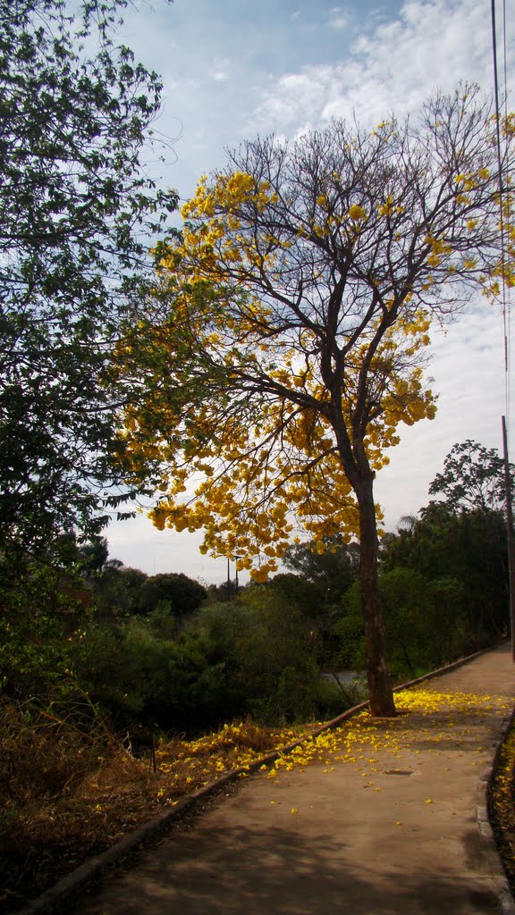 Ipê