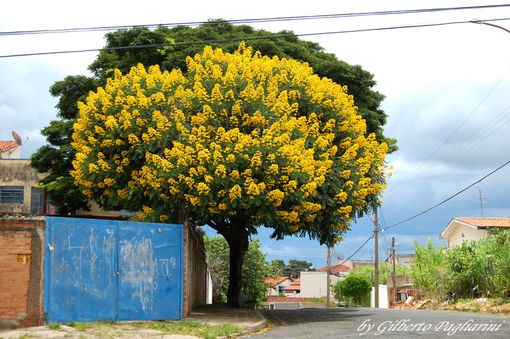 Arvore
