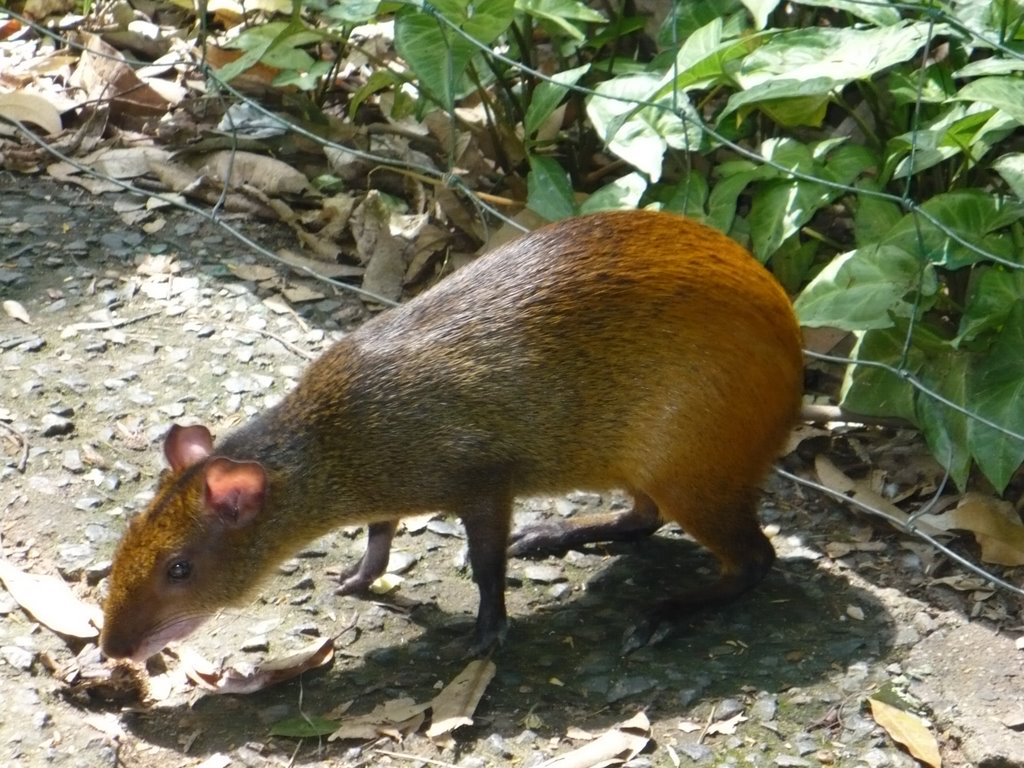 Bosque dos Jequitibás - que bicho?