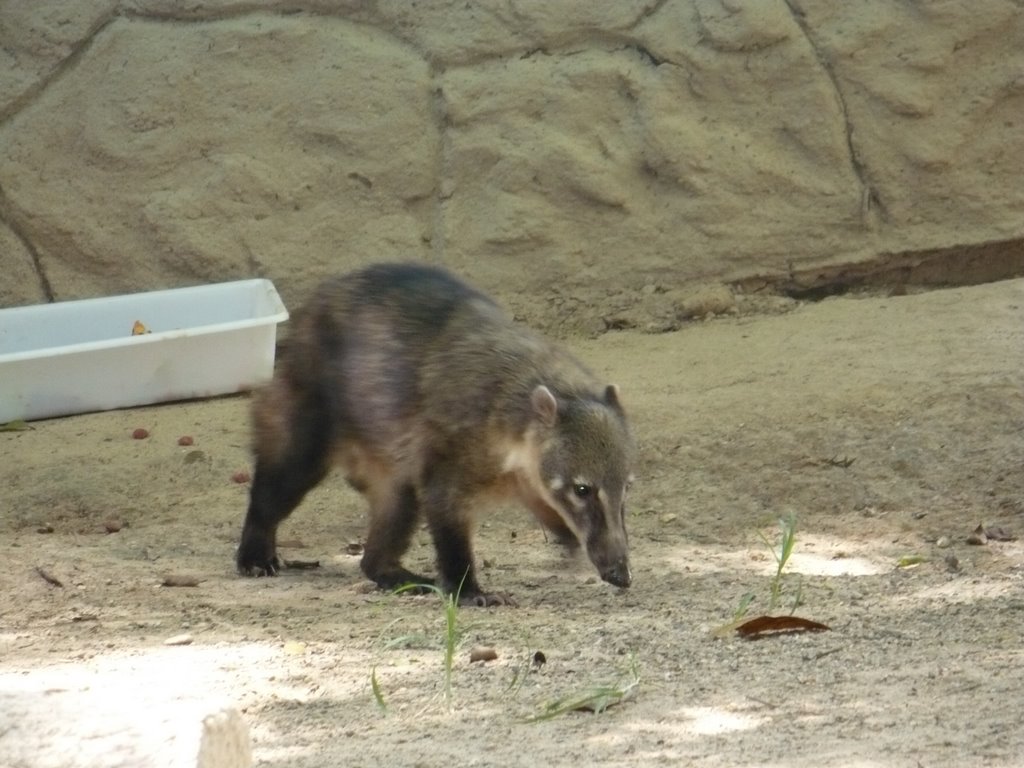 Bosque dos Jequitibás - que bicho2?