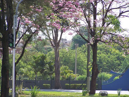 Ipê Roxo na Rotatória dos Bombeiros -   Catanduva-SP