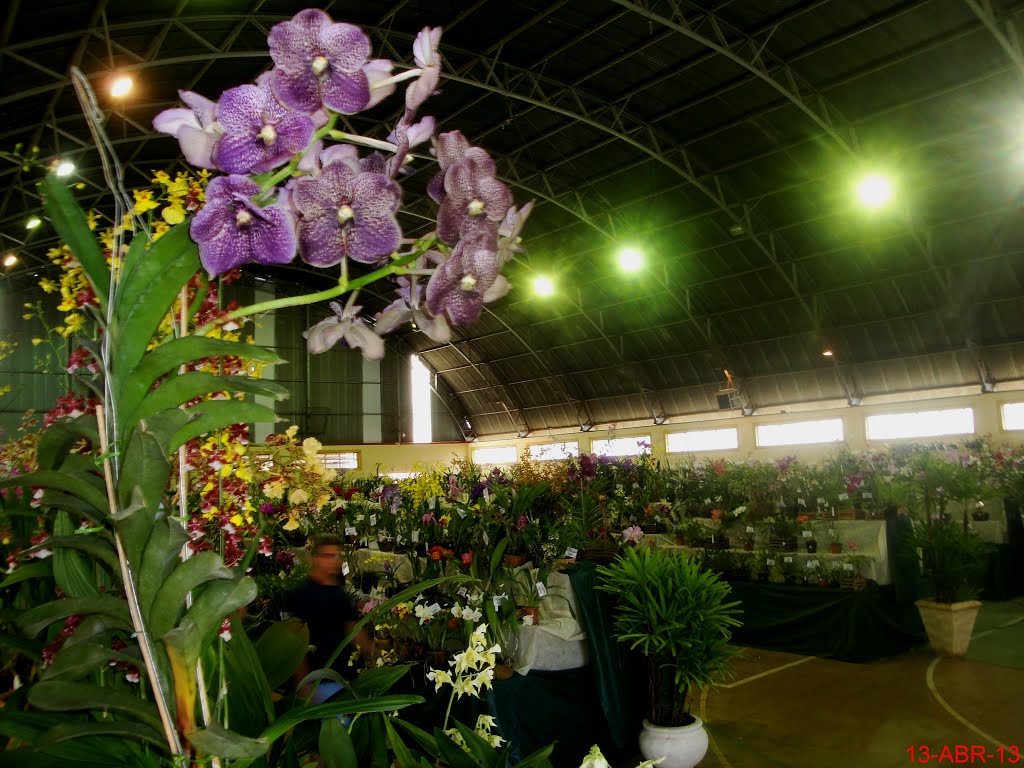 Exposição Nacional de Orquídeas de Catanduva no Colégio Nossa Senhora do Calvário - Colegião