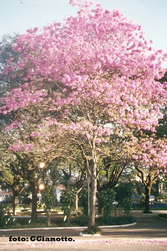 IPÊ, PRAÇA BUZOLIM