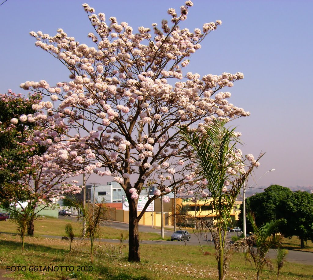 IPÊ