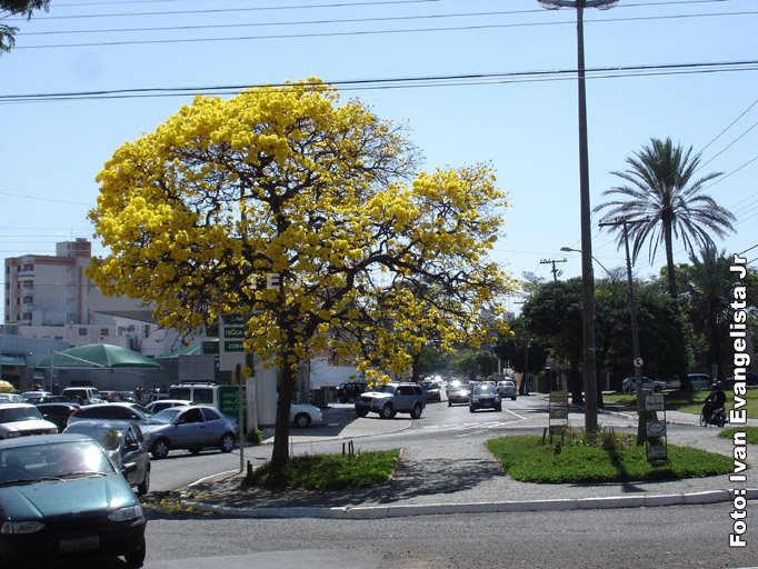 Na Vicente Ferreira, ipê enfeita a via urbana