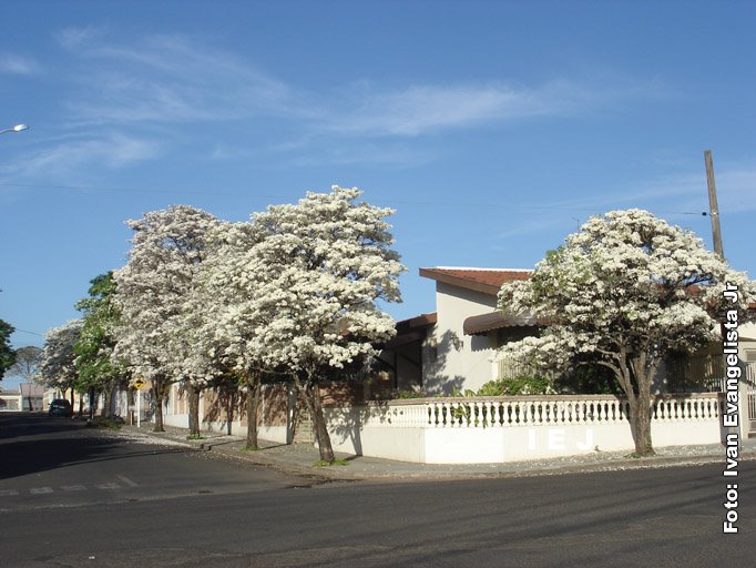 ipês brancos