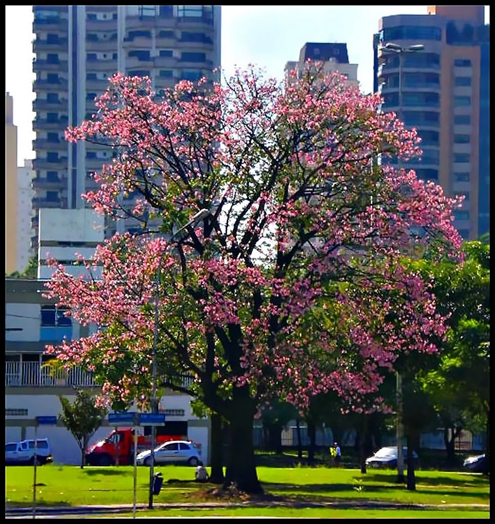 Carapicuíba