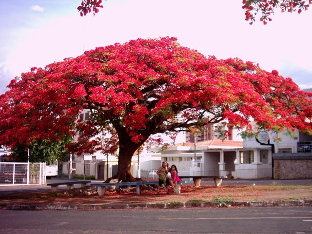 Arvore Flamboyant "em frente a Triauto"  ☺