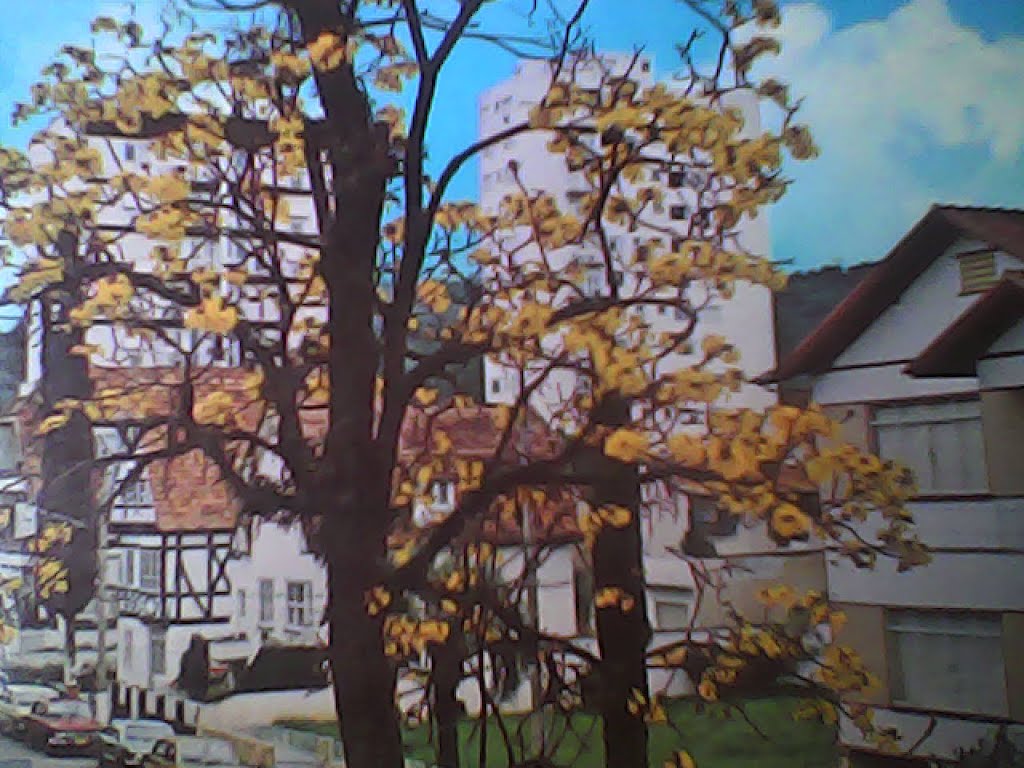 YELLOW IPÊ AND TYPICAL HOUSES, LIKE IN GERMANY.THIS IS THE BEAUTIFUL CITY OF BLUMENAU, IN SOUTHERN BRAZIL, THE STATE OF SANTA CATARINA