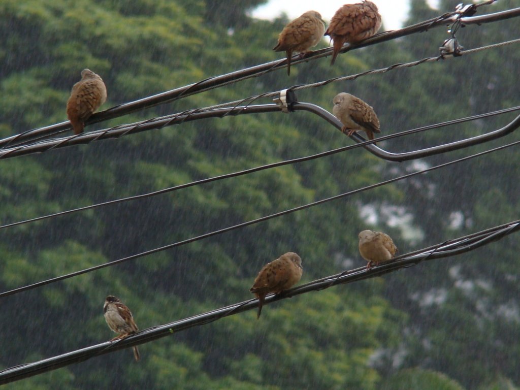 Na chuva...( In the rain...)