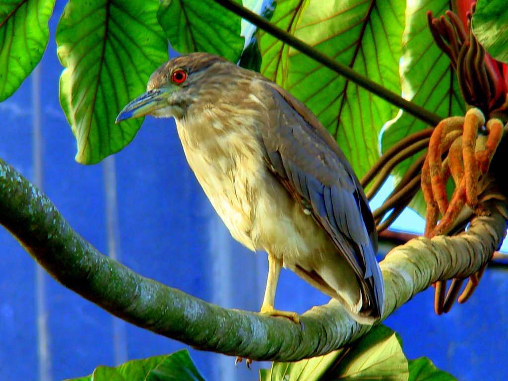 Socó-dorminhoco, Savacu filhote (Nycticorax nycticorax) - Joinville - SC