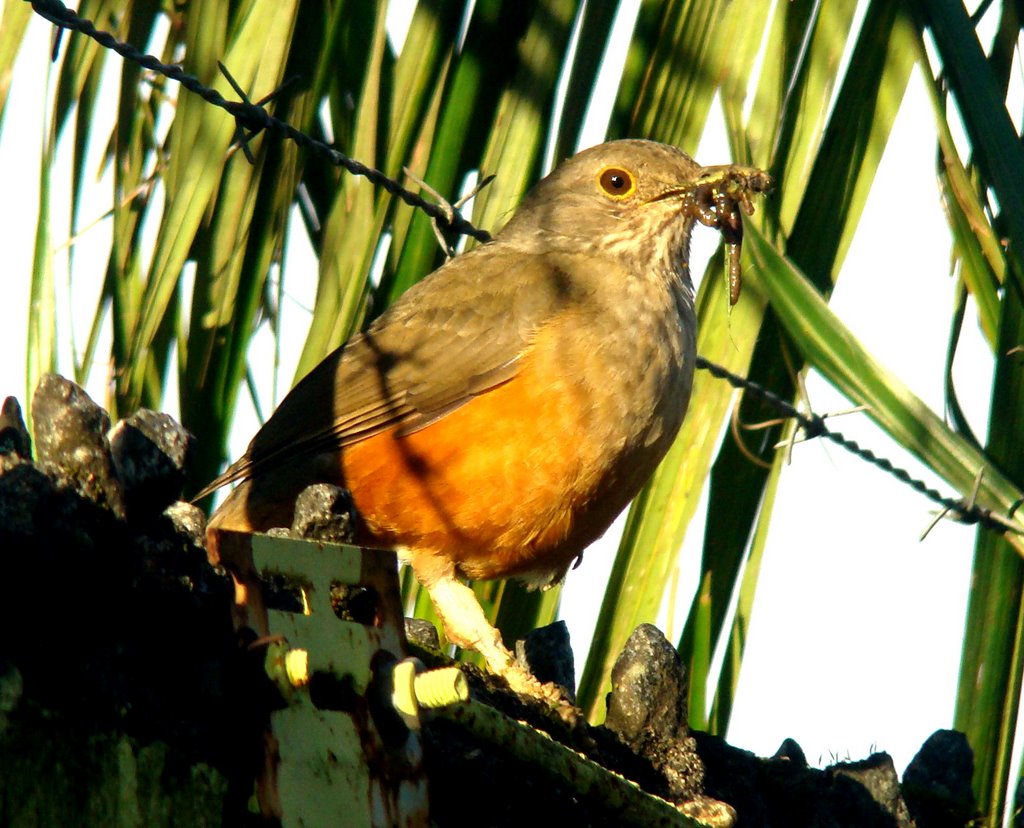 Sabiá Laranjeira - Joinville - SC