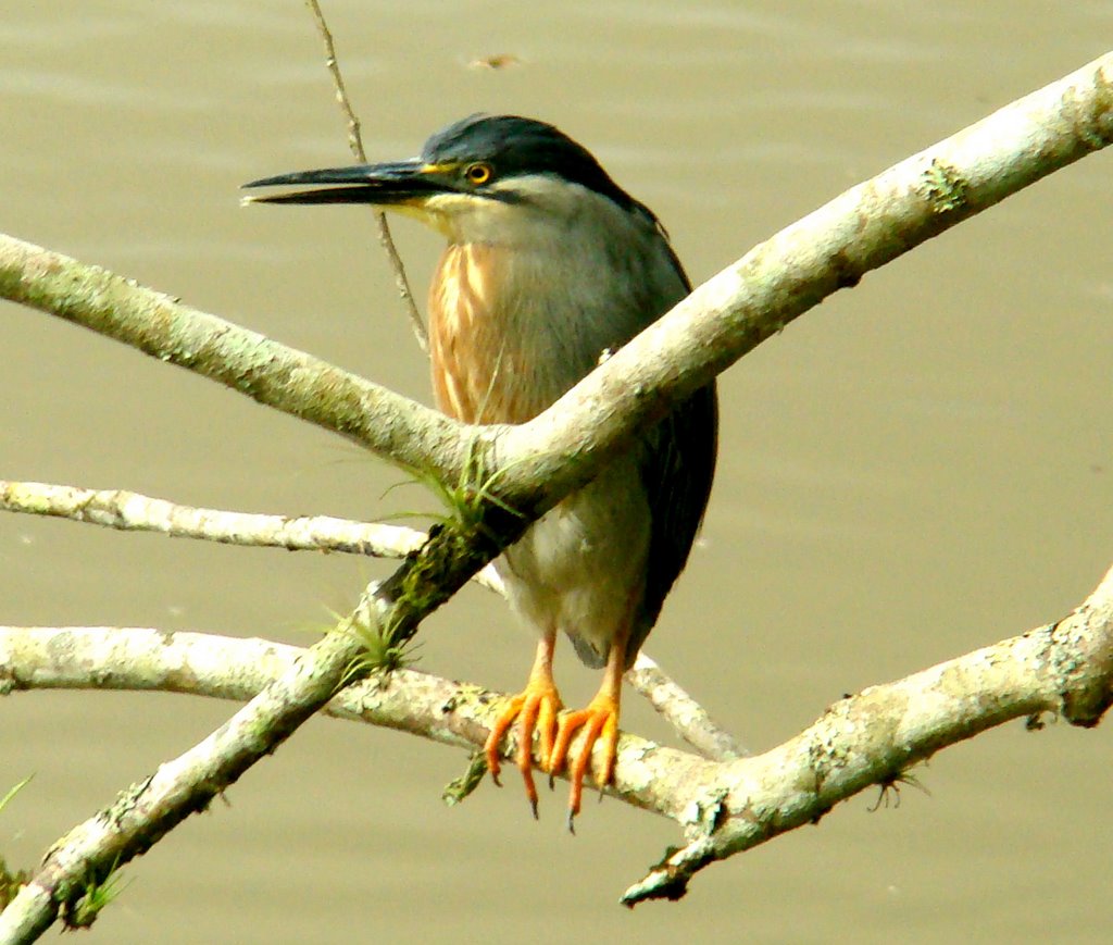 Socó no Zoobotânico - Joinville SC