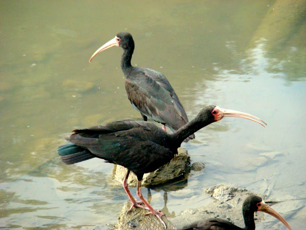 Tapicurus da cara pelada no Rio Cachoeira - Joinville - SC