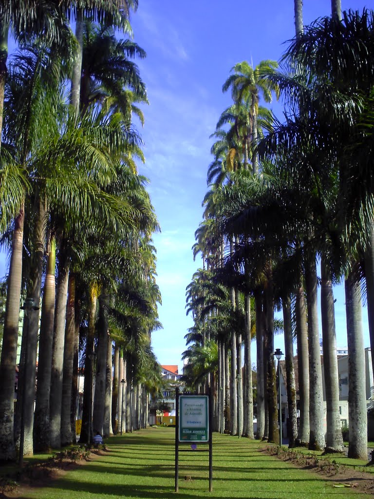 Rua das Palmeiras