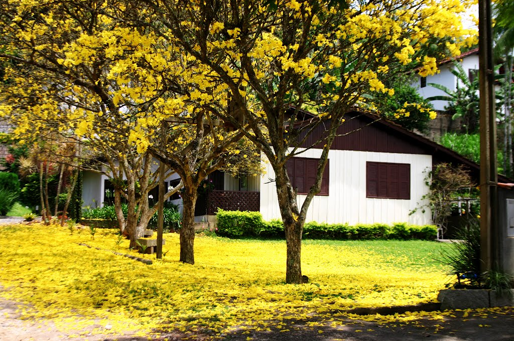 Ipê Amarela - Joinville - Santa Catarina - Brasil