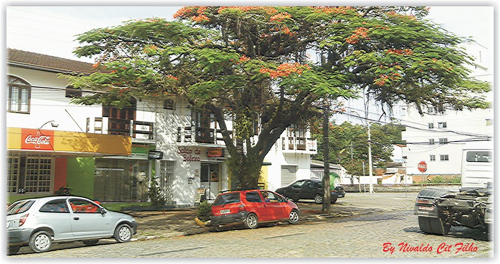 JOINVILLE, Santa Catarina, Brasil by Nivaldo Cit Filho