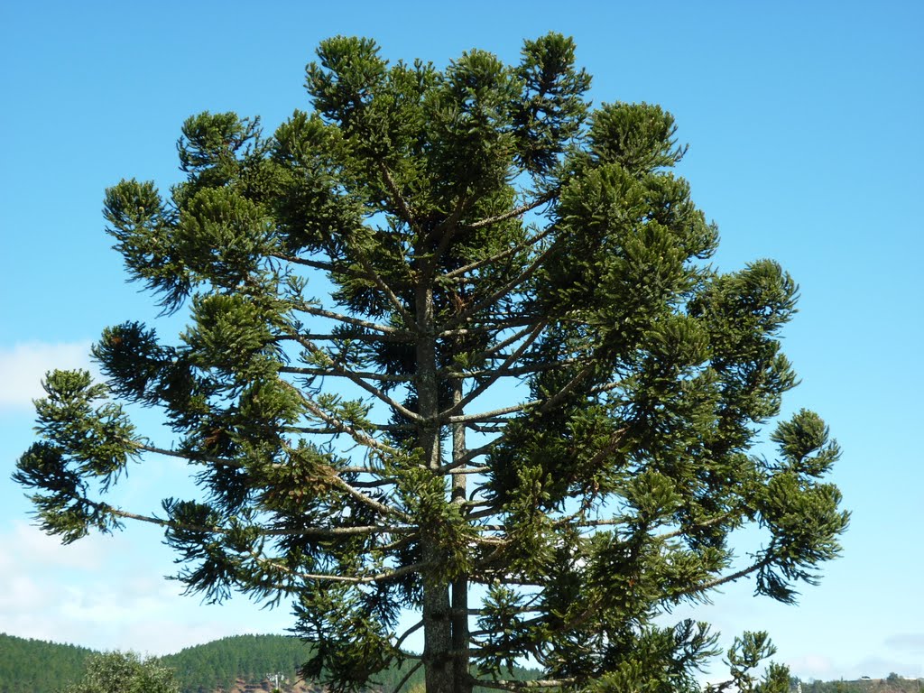 um pé de araucaria,(fruta, pinhão)lages sc brasil