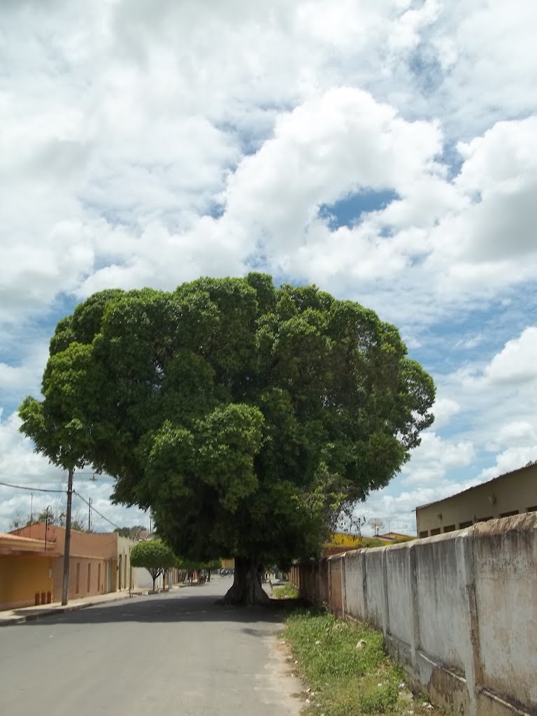 figueira centenária em Iguatu