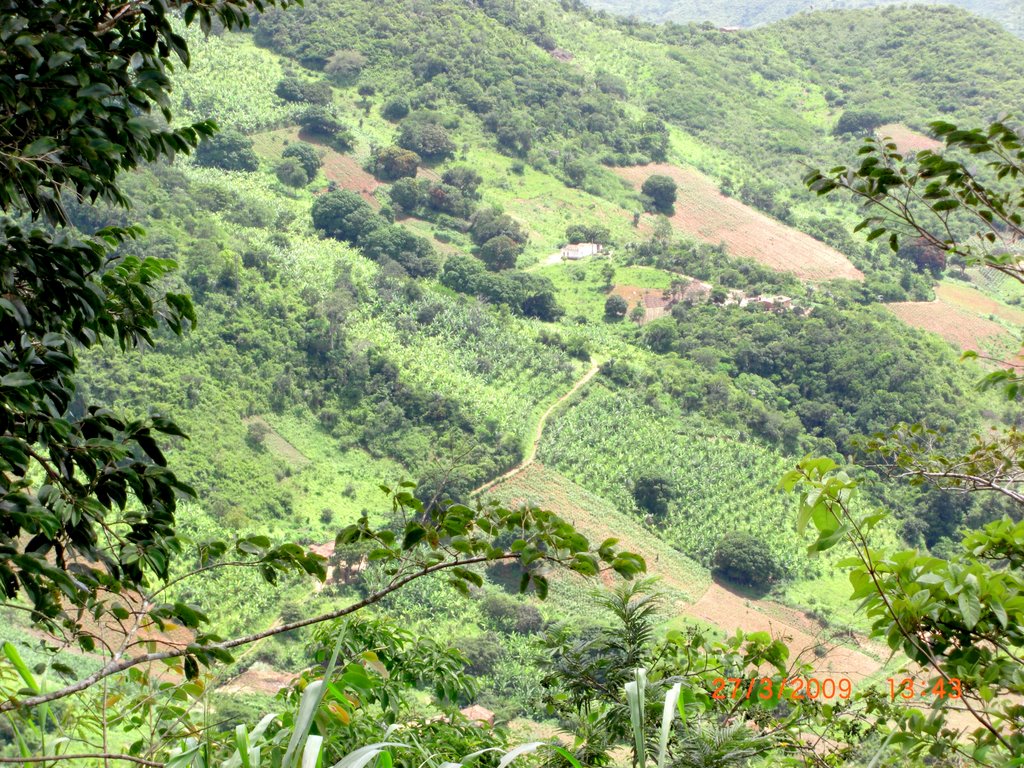ROÇADOS, COM PLANTAÇÃO DE FEIJÃO E MILHO, NA MICRORREGIÃO DE BATURITÉ