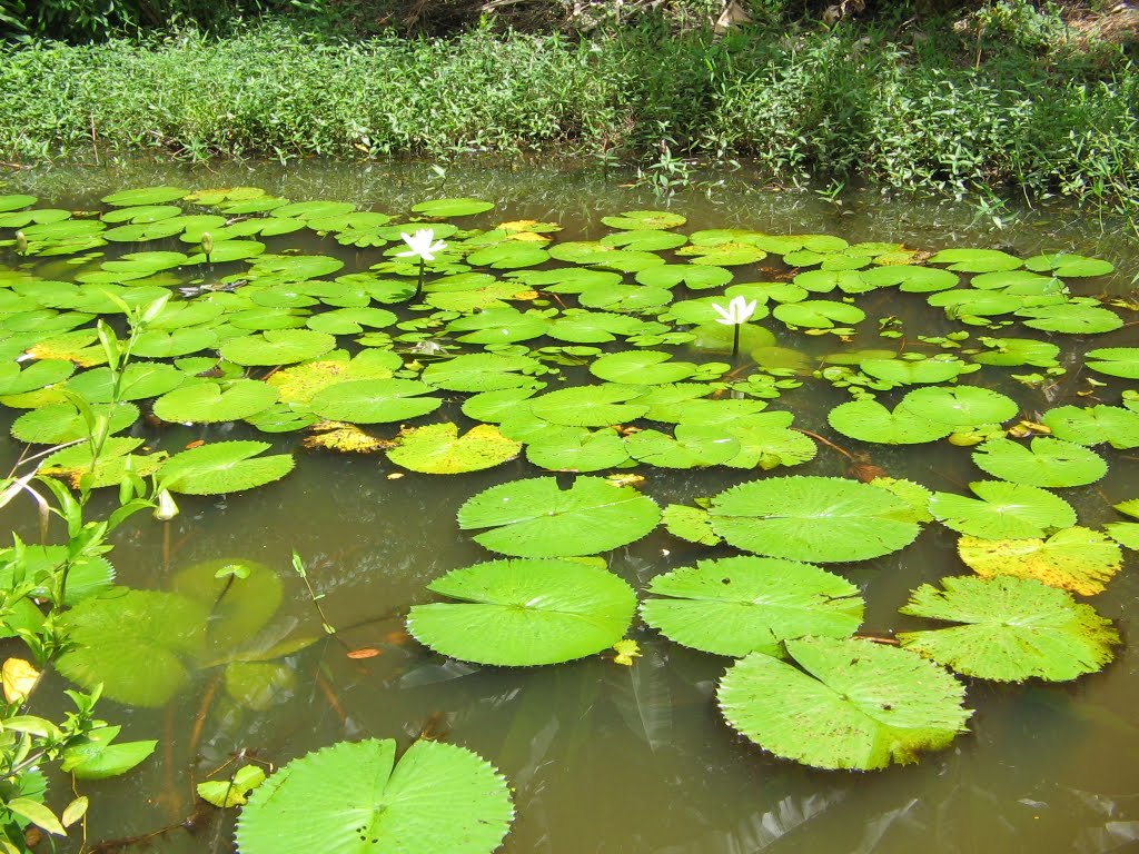 Water Garden - Guaramiranga Hills . Ceará - Brasil.