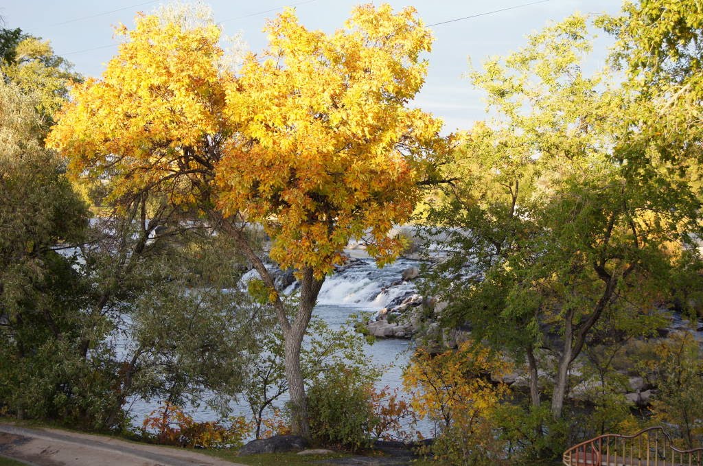 autumn leaves of Idaho Falls