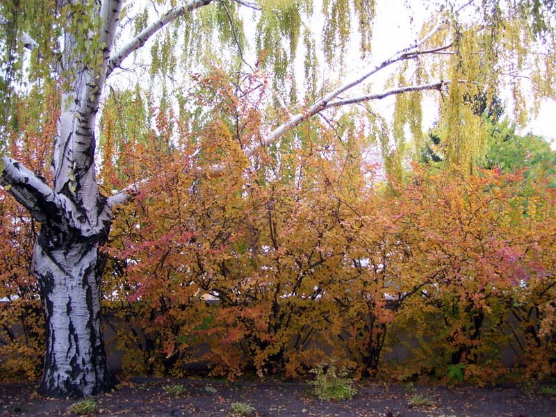 Idaho Falls Temple Grounds