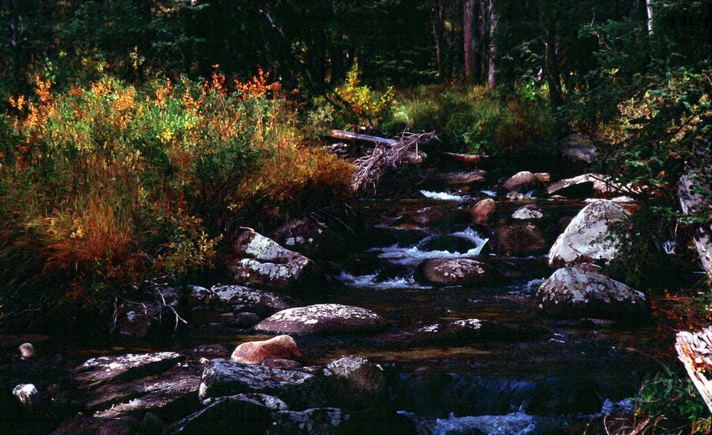 Victor Creek on the Loon Lake trail