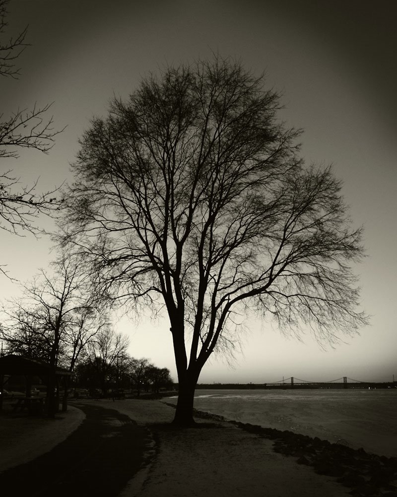 Tree next to the Mississippi