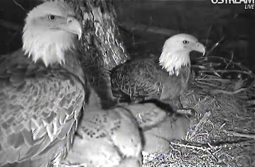 Decorah Eagles screen shot taken 11.43am in Melbourne,  Australia of female and male on nest 8.43pm Iowa 3rd May, 2011. Camera courtesy of Raptor Resource Project and Ustream (infra red)
