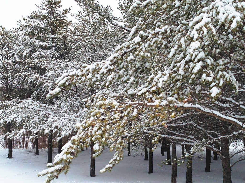Beauty of Fresh Snow