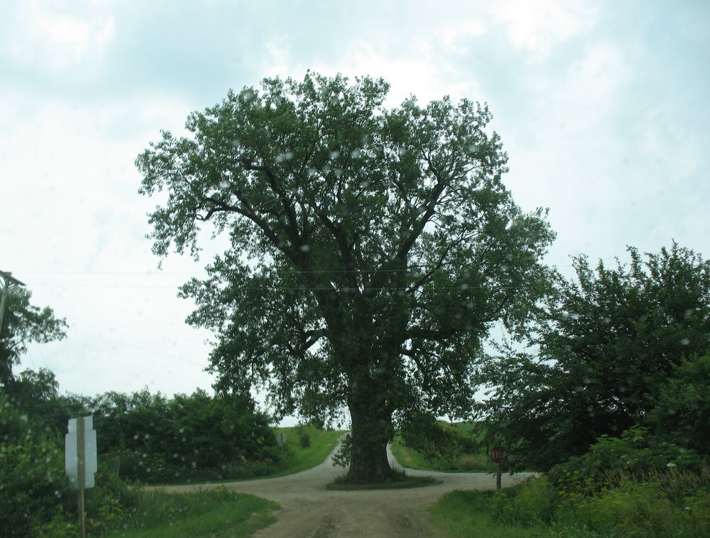 Tree in the road