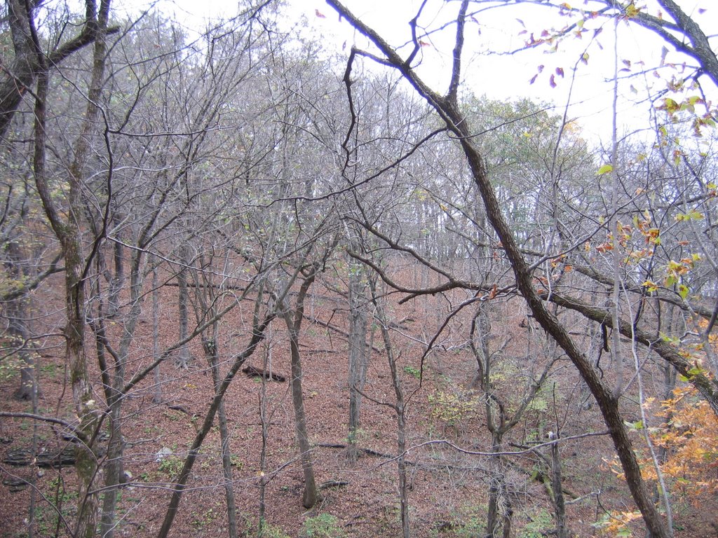 Phelps park trail