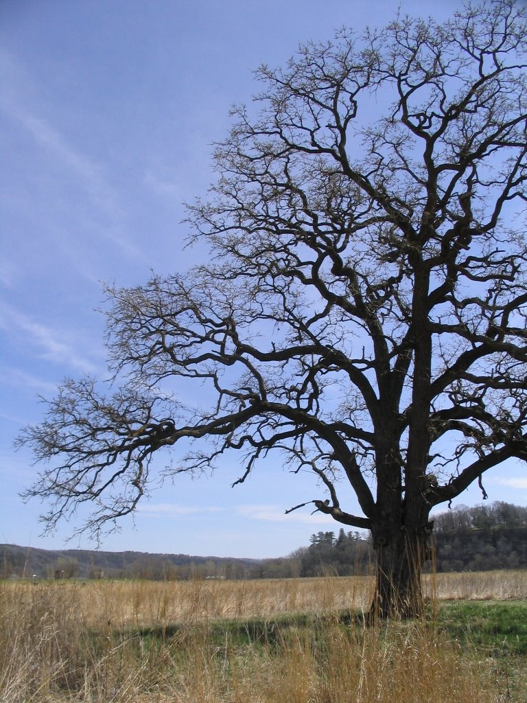 Decorah Community Prairie