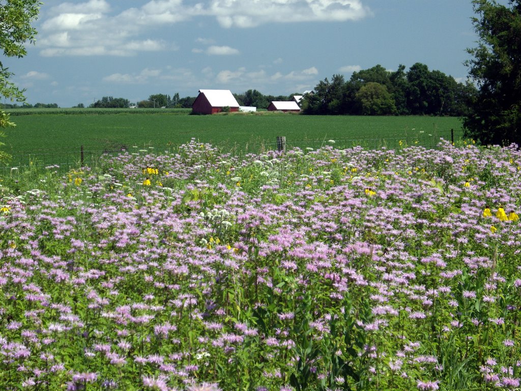 Prairie & Corn, south of Cedar Rapids, Iowa