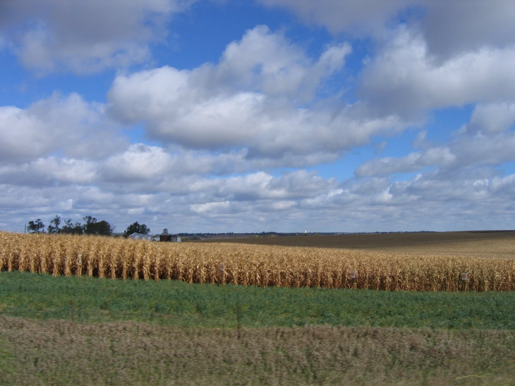 Iowa Cornfield