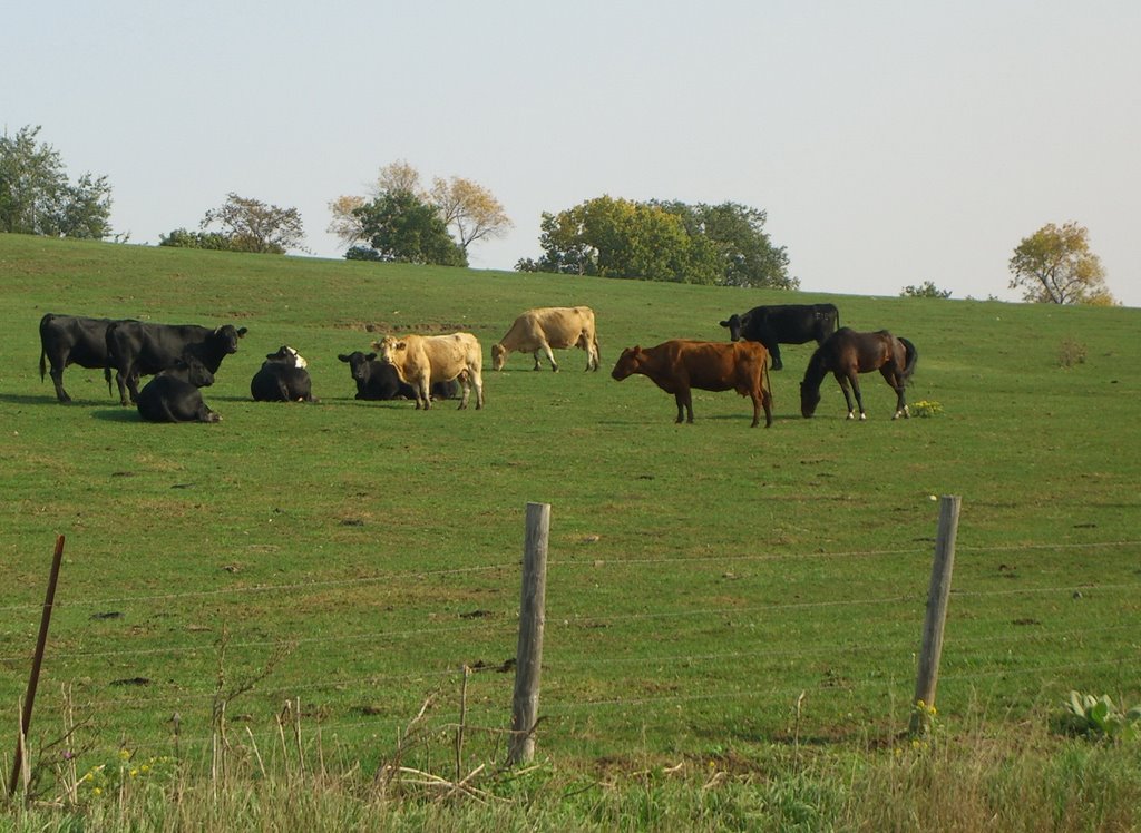 Livestock