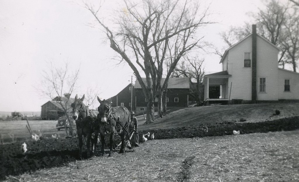 My Father Plowing Garden With Mules 1952