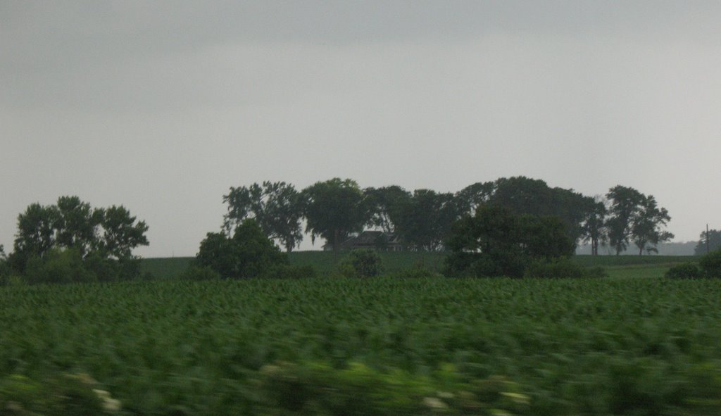 Trees near Wadsley Avenue
