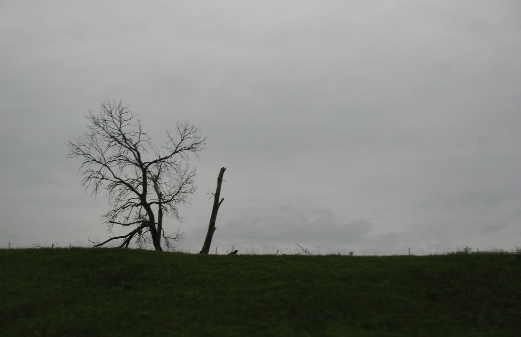 Tree near Cushing
