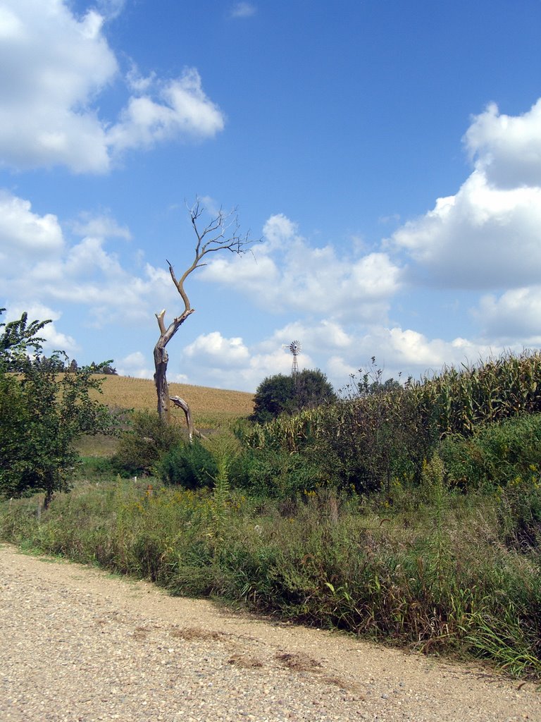 Mapleton