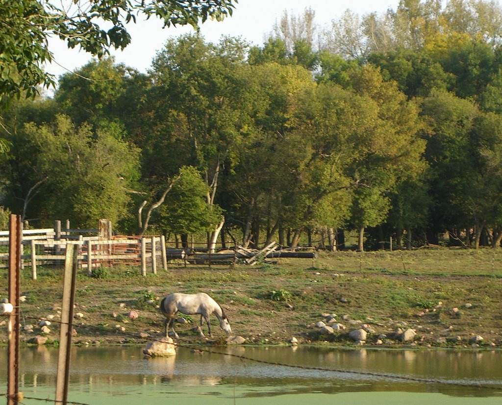Horse at the Pond